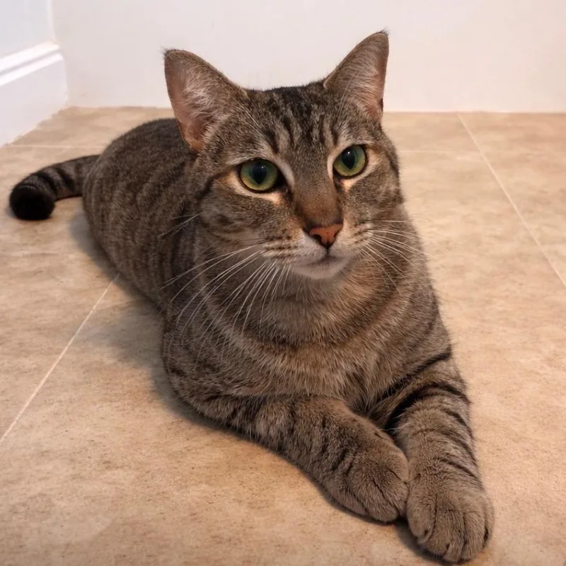 Penelope thumbnail 2