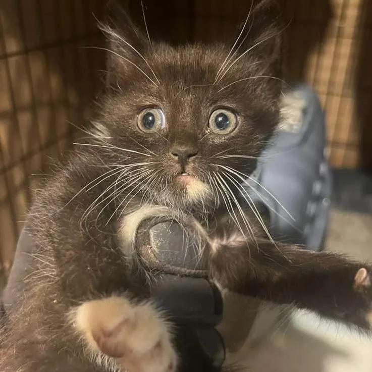 A baby small-sized male Black Domestic Short Hair cat named Hexxus for adoption in Winchester, VA