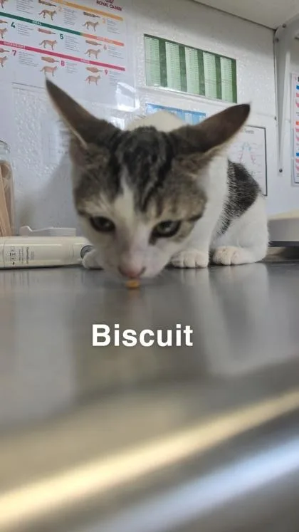 A baby small-sized male Domestic Short Hair cat named Biscuit for adoption in Largo, FL