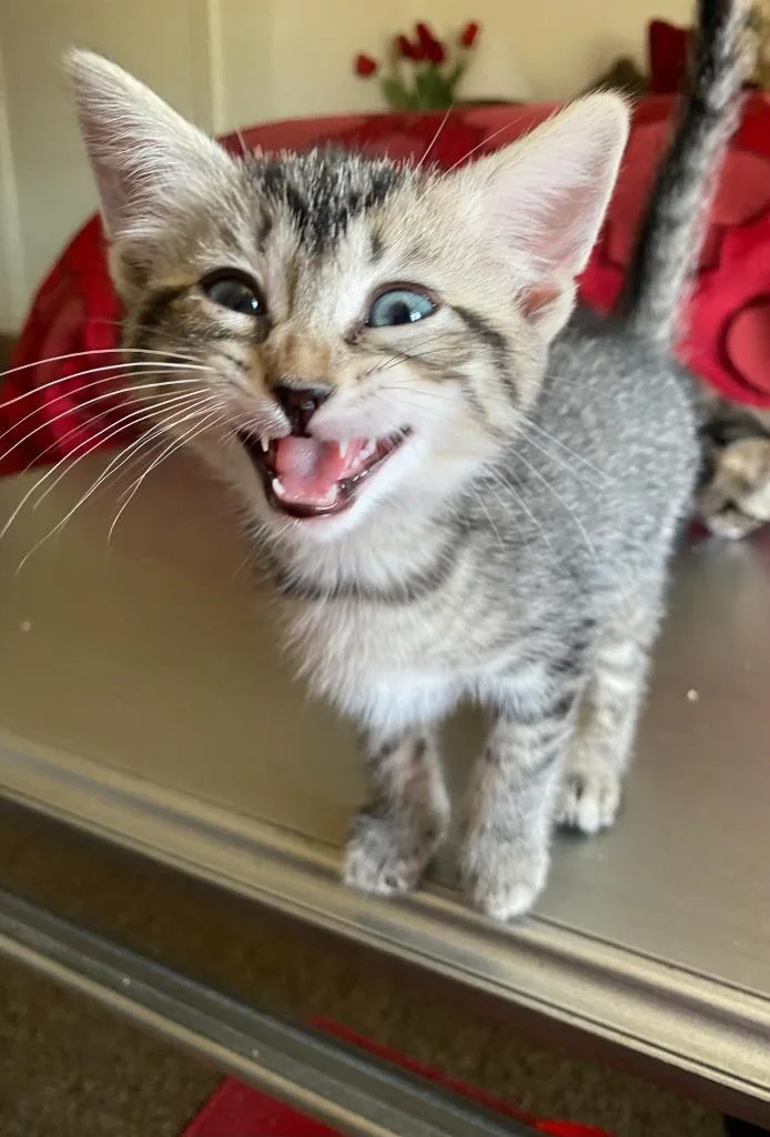 A baby small-sized female Domestic Short Hair cat named Tuna Boat for adoption in Pitman, NJ