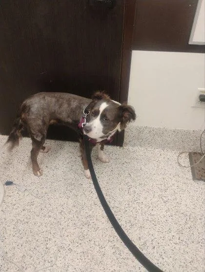 An adult large-sized female Mixed Breed dog named Hazel for adoption in Atlanta, GA