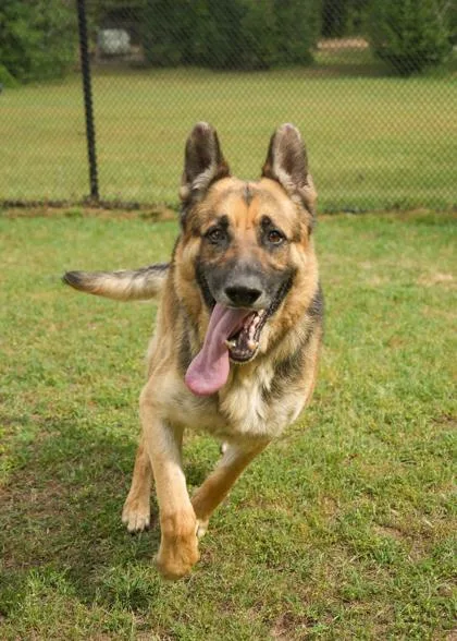 An adult large-sized male German Shepherd Dog dog named Lobito for adoption in Aiken, SC