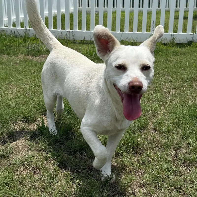 An adult small-sized female White / Cream Chihuahua dog named Pebbles for adoption in Aberdeen, NC