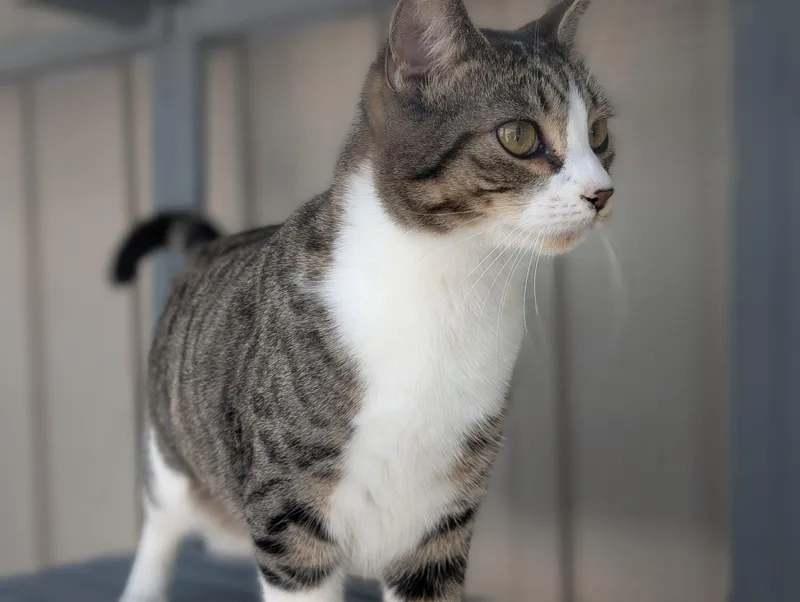 A young medium-sized male White Domestic Short Hair cat named Beau for adoption in Pocatello, ID