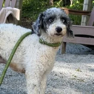 An adult small-sized male White / Cream Miniature Poodle dog named Dusty for adoption in Phoenixville, PA