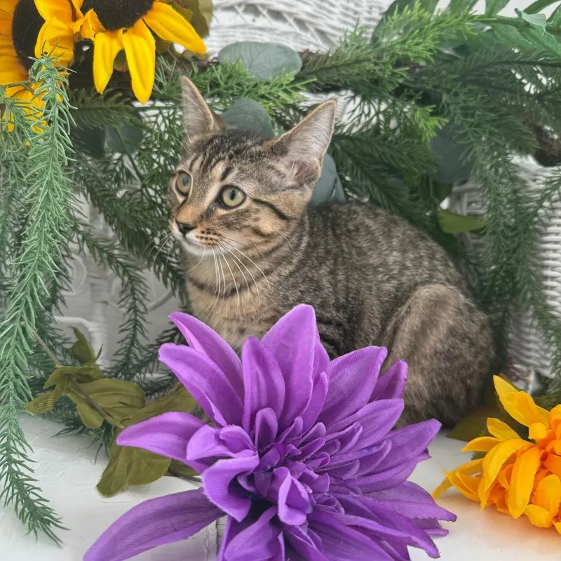 A baby small-sized female Brown / Chocolate Domestic Short Hair cat named Trinket Willow for adoption in Eaton Rapids, MI