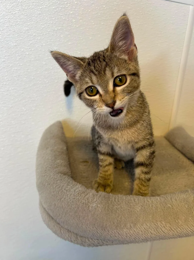 A baby small-sized female Domestic Short Hair cat named Lucky for adoption in Steeleville, IL
