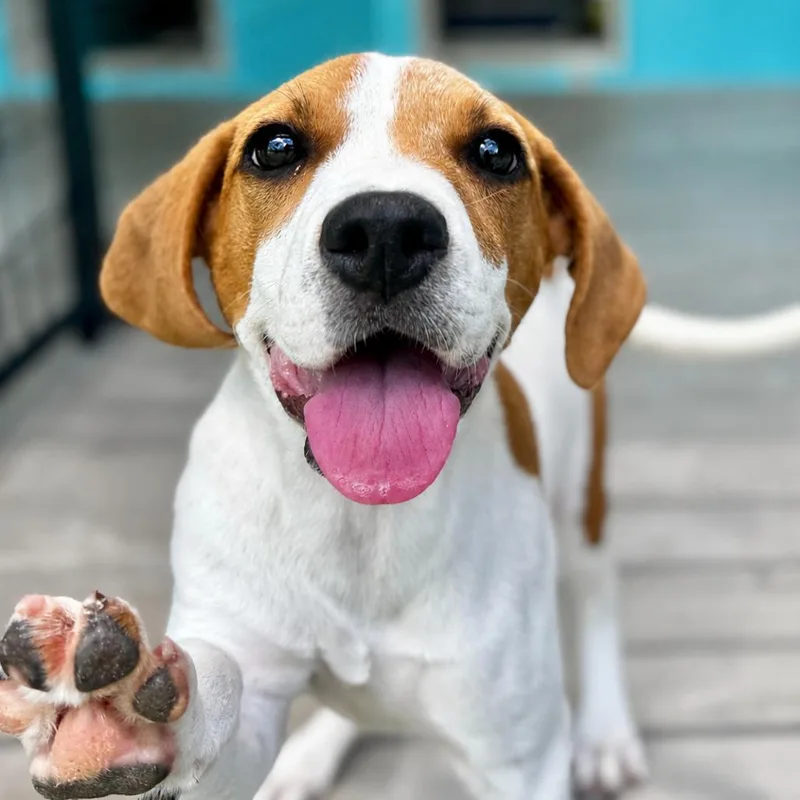 A baby medium-sized female White / Cream Hound dog named Selene for adoption in Bradenton, FL