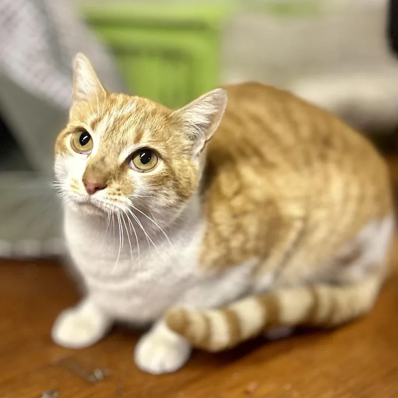 A young small-sized female Orange / Red Domestic Short Hair cat named Creamsicle for adoption in Philadelphia, PA