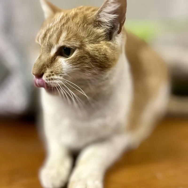 Creamsicle thumbnail 3