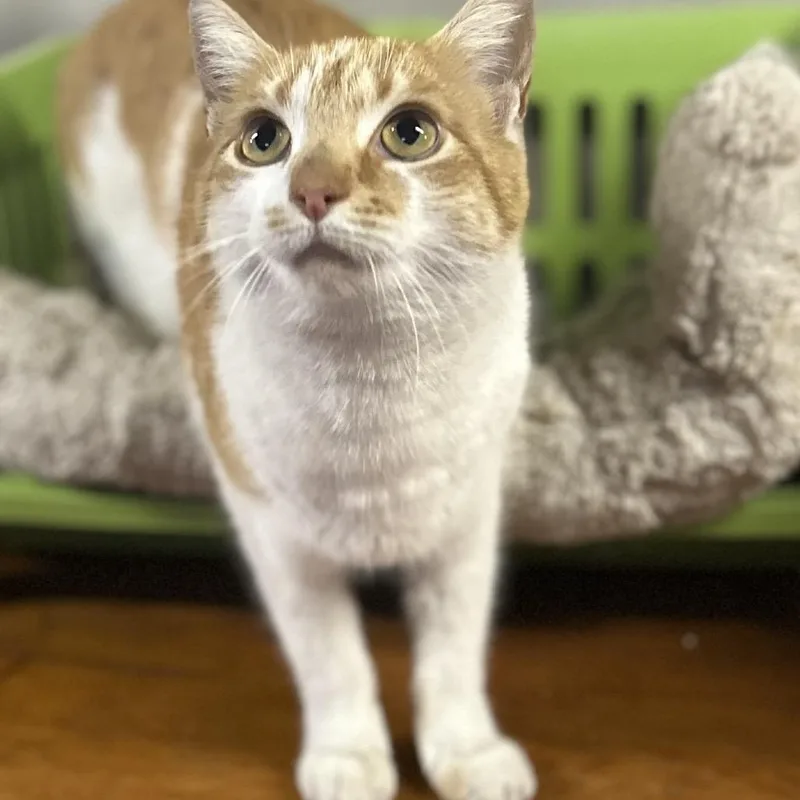 Creamsicle thumbnail 4