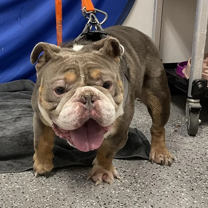 An adult medium-sized male Brown / Chocolate English Bulldog dog named Chappo for adoption in Henderson, NV