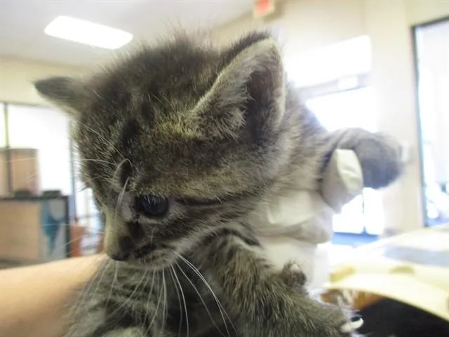 A baby small-sized female Domestic Short Hair cat named Traeger for adoption in Ocala, FL