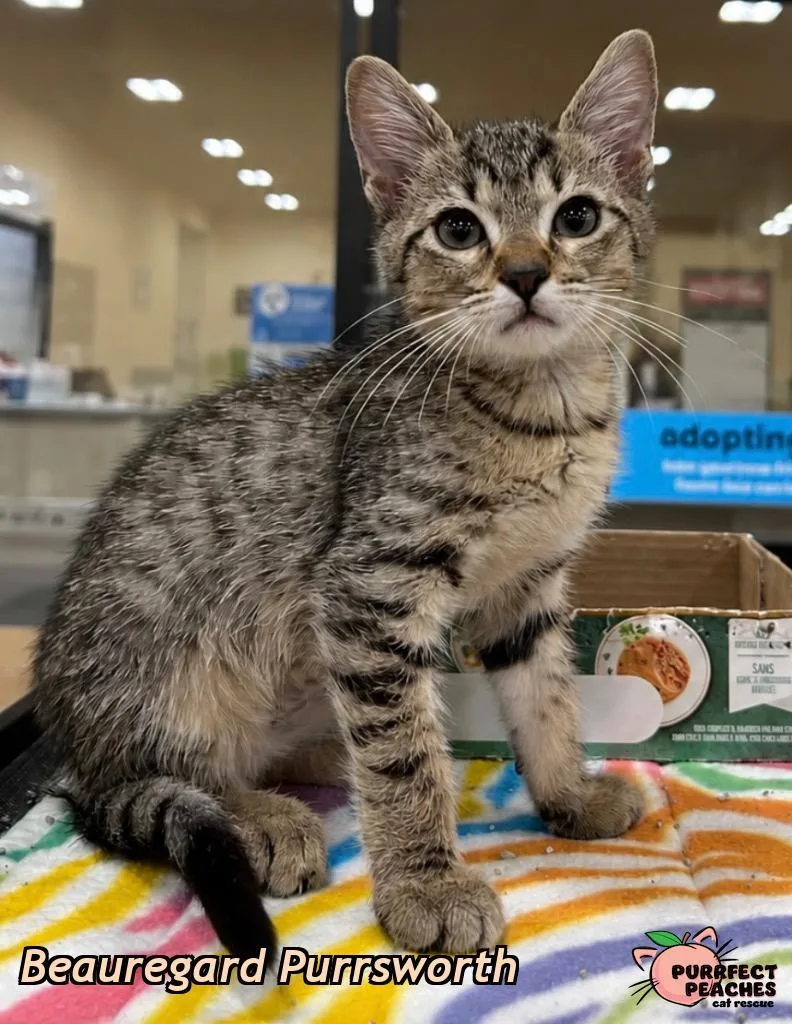 Beauregard Purrsworth thumbnail 3
