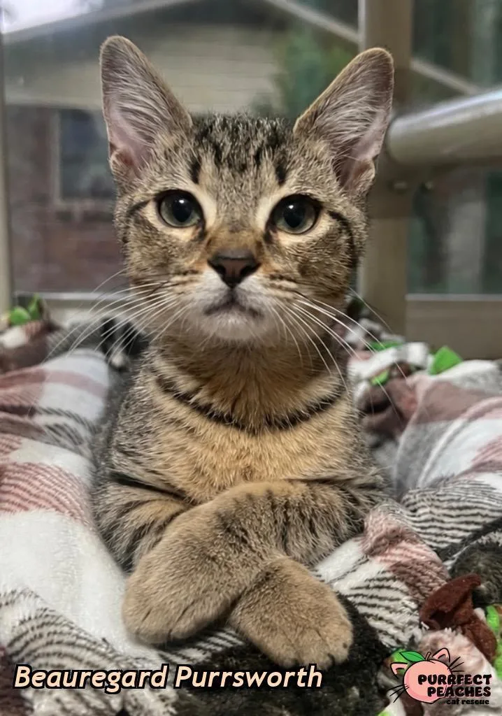 Beauregard Purrsworth thumbnail 4