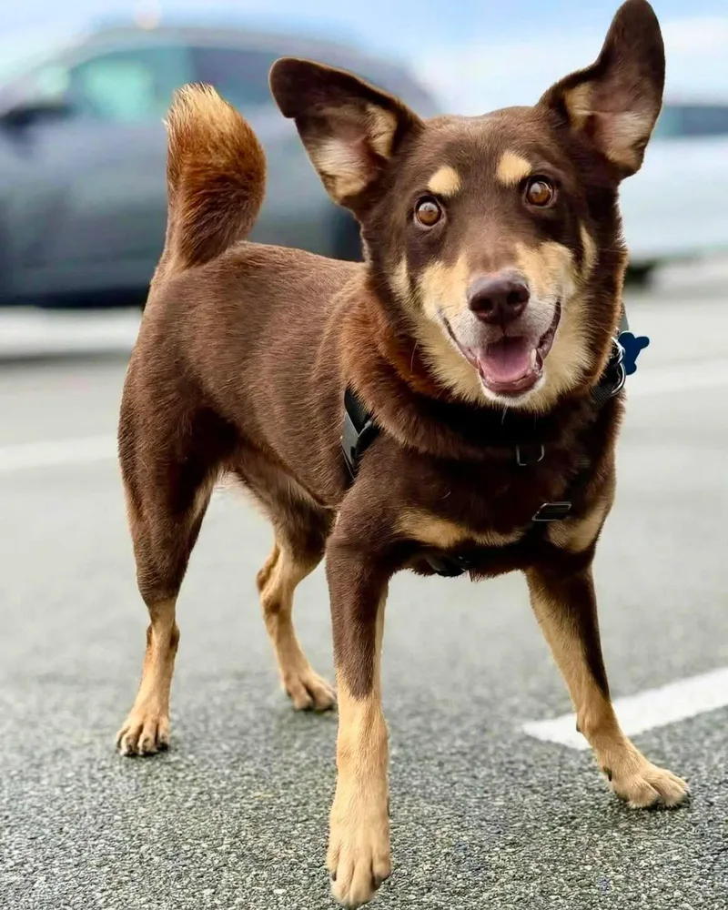 An adult medium-sized male Australian Kelpie dog named Remy for adoption in Wappingers Falls, NY