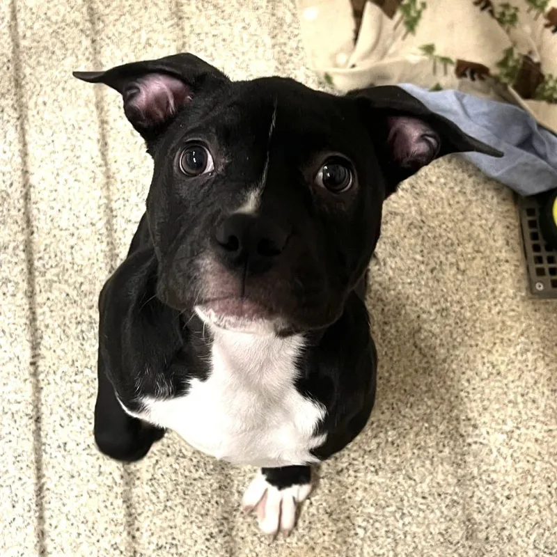 Greensprings thumbnail 4