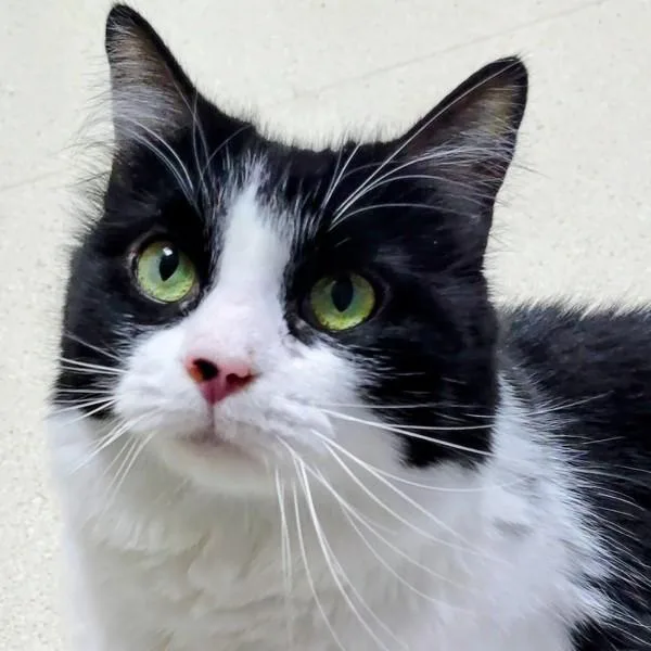 An adult small-sized female Domestic Long Hair cat named Ruby for adoption in Sherwood, OR