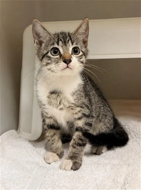 A baby small-sized female Domestic Short Hair cat named Bloom for adoption in Statesville, NC