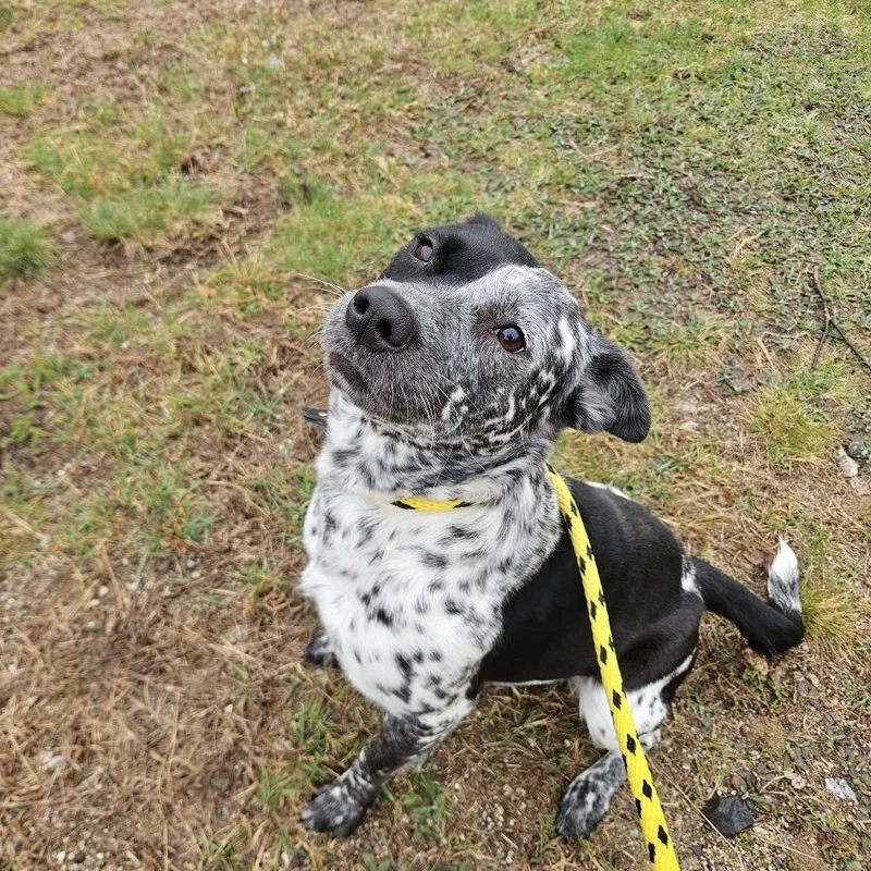 A young medium-sized female Black Cattle Dog dog named Dapple for adoption in Conway, NH
