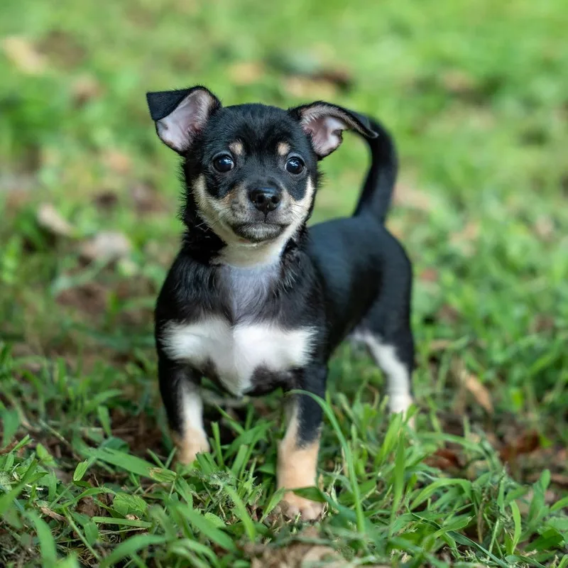 A baby small-sized male Black Chihuahua dog named Pudding for adoption in Gainesville, GA