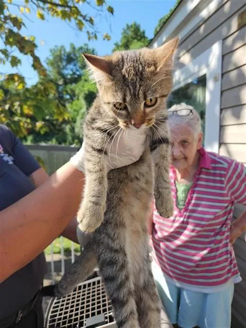 A baby medium-sized female Domestic Short Hair cat named Cherry for adoption in Houston, TX