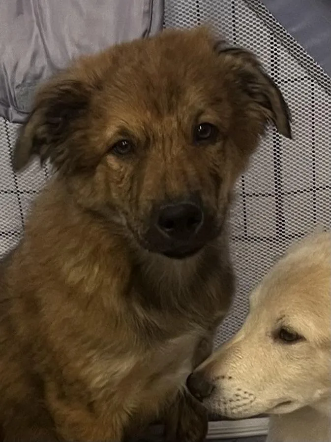 Roscoe  And  thumbnail 2