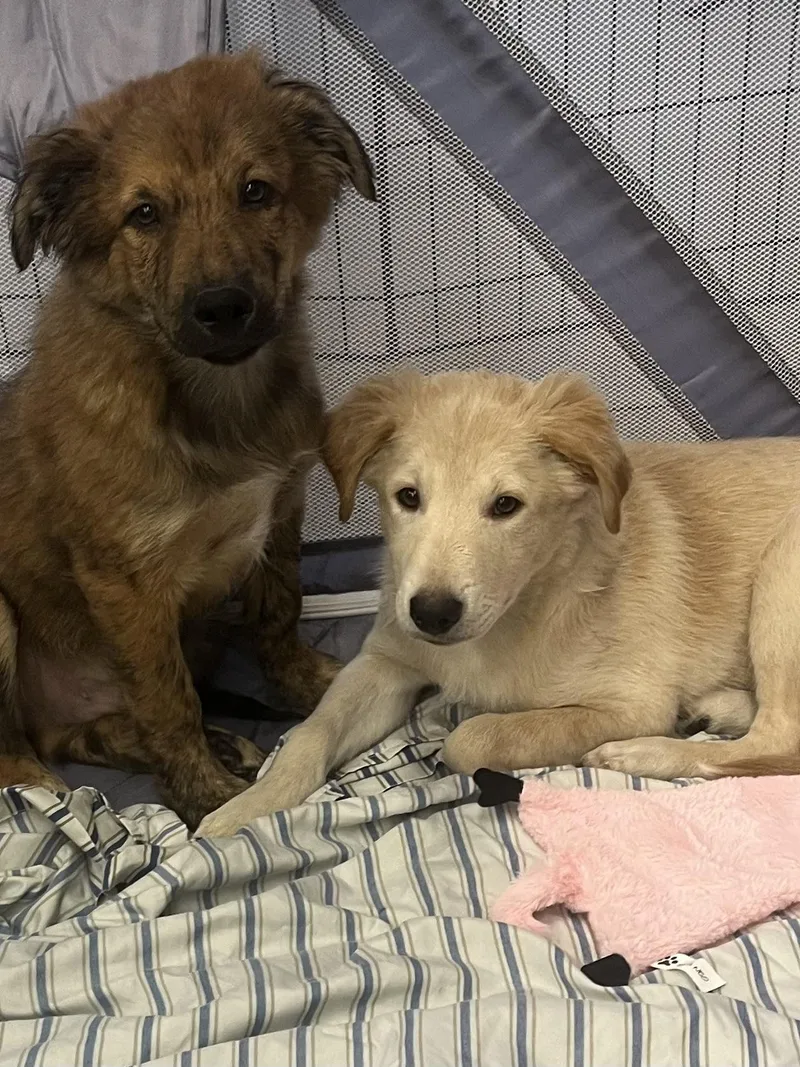 Roscoe  And  thumbnail 3