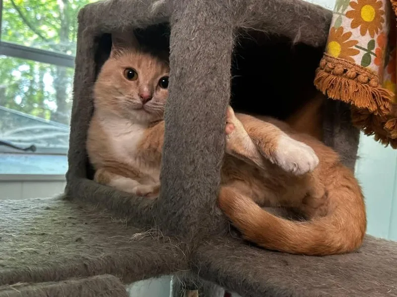 A young medium-sized male Domestic Short Hair cat named Cream Puff for adoption in Hoover , AL