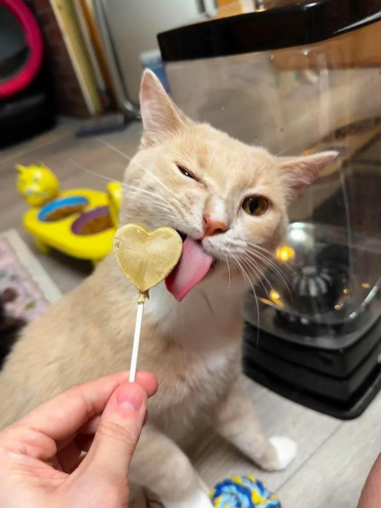 Cream Puff thumbnail 2