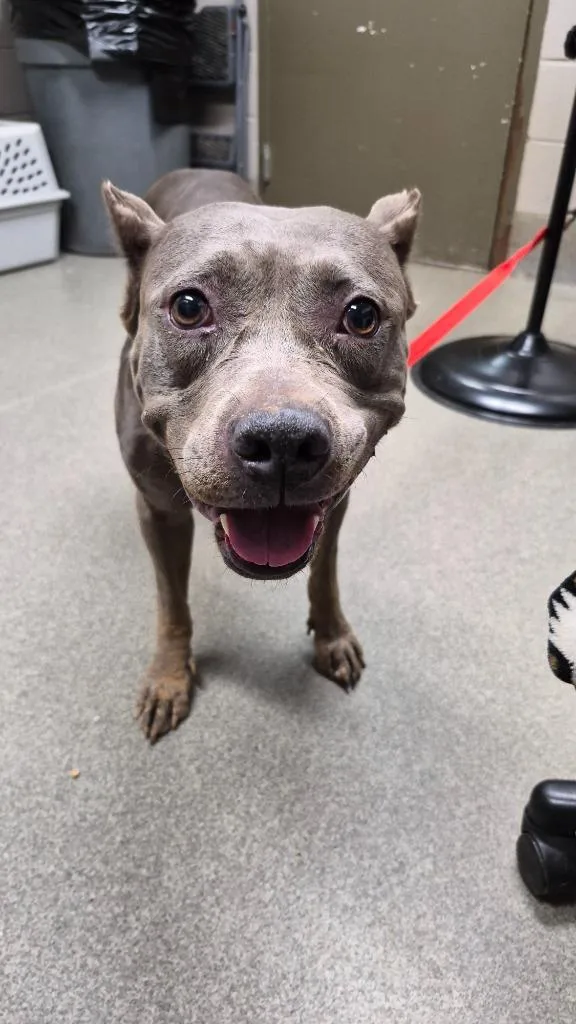 An adult large-sized female Pit Bull Terrier dog named Constance Carter for adoption in Hopkinsville, KY