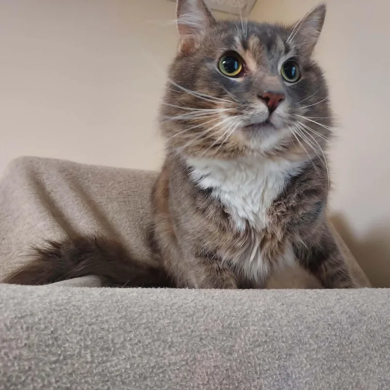 A young medium-sized male Domestic Medium Hair cat named Newman for adoption in Falls Creek, PA