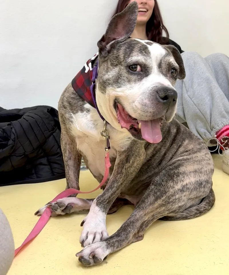 A senior medium-sized female Brindle Bulldog dog named Zoe for adoption in Brooklyn, NY