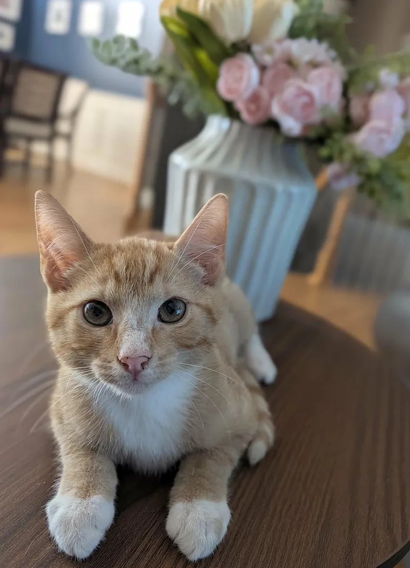 A baby medium-sized male Tabby (Orange / Red) Domestic Short Hair cat named Orange Julius for adoption in Overland Park, KS