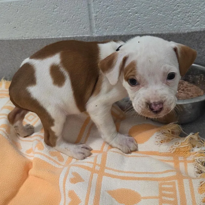 Dr. Squatch thumbnail 2