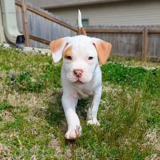 Dr. Squatch thumbnail 3