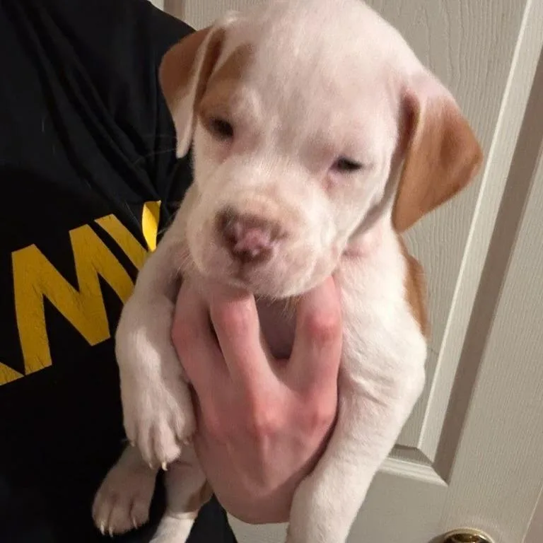 Dr. Squatch thumbnail 4