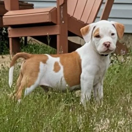 Dr. Squatch thumbnail 5