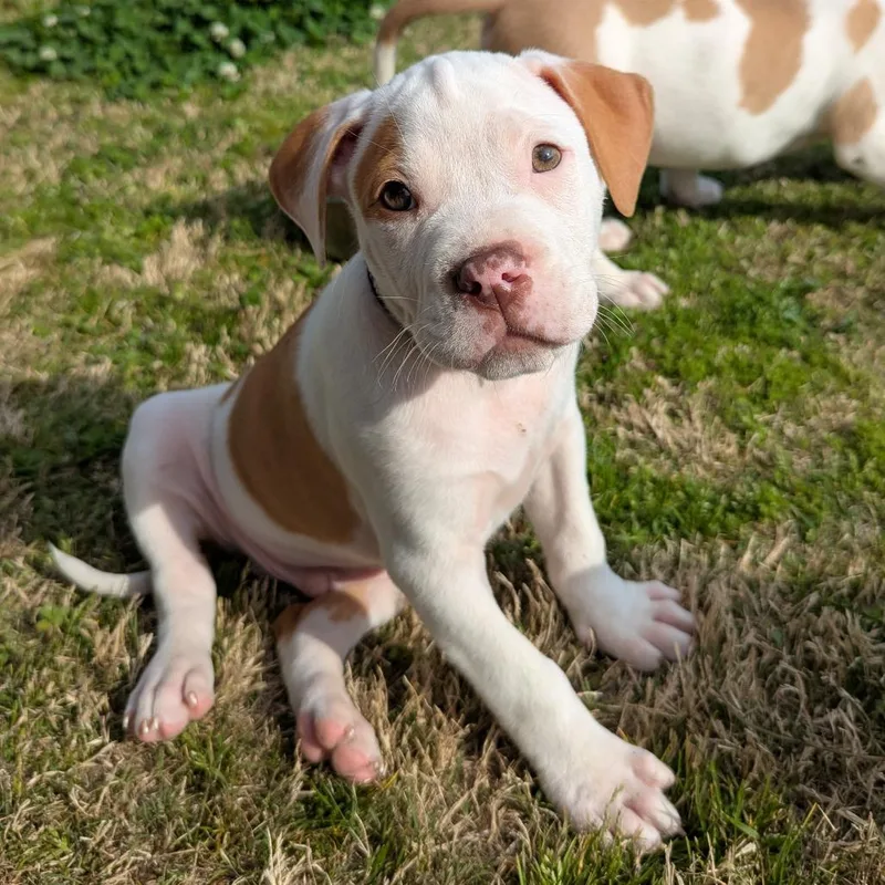 Dr. Squatch thumbnail 6