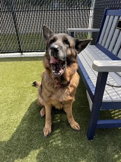 An adult large-sized female Mixed Breed dog named Zora for adoption in Lafayette, IN