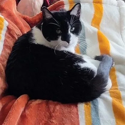 A senior small-sized female Black Domestic Short Hair cat named Socks for adoption in Granville, OH