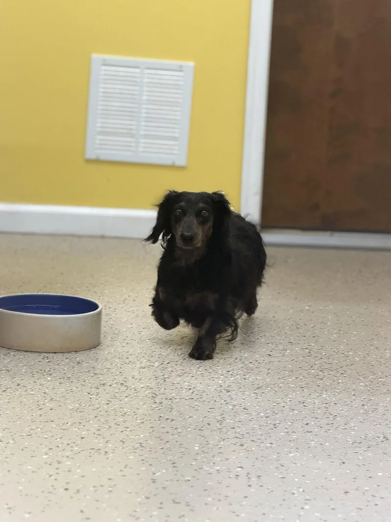 An adult medium-sized male Dachshund dog named Bear for adoption in York, SC
