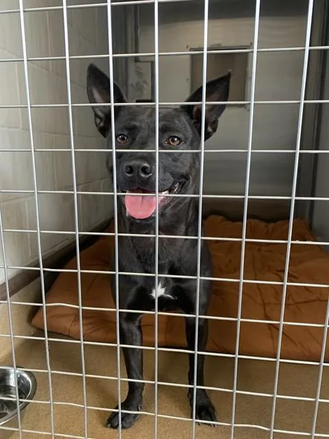 A young medium-sized male Rat Terrier dog named Dinero for adoption in San Jose, CA