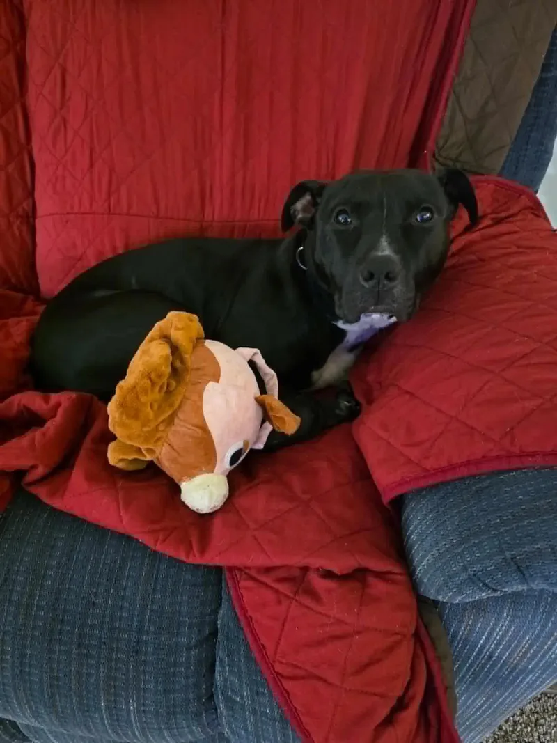 An adult medium-sized female Black Pit Bull Terrier dog named Briella for adoption in Minneapolis, MN