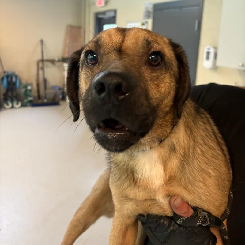 An adult medium-sized male Brown / Chocolate Mixed Breed dog named Luke Bryan for adoption in Huntington, WV