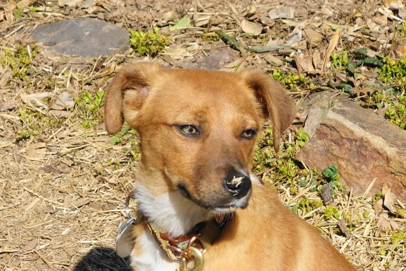 A young medium-sized female Hound dog named Sparkles for adoption in Doylestown, PA