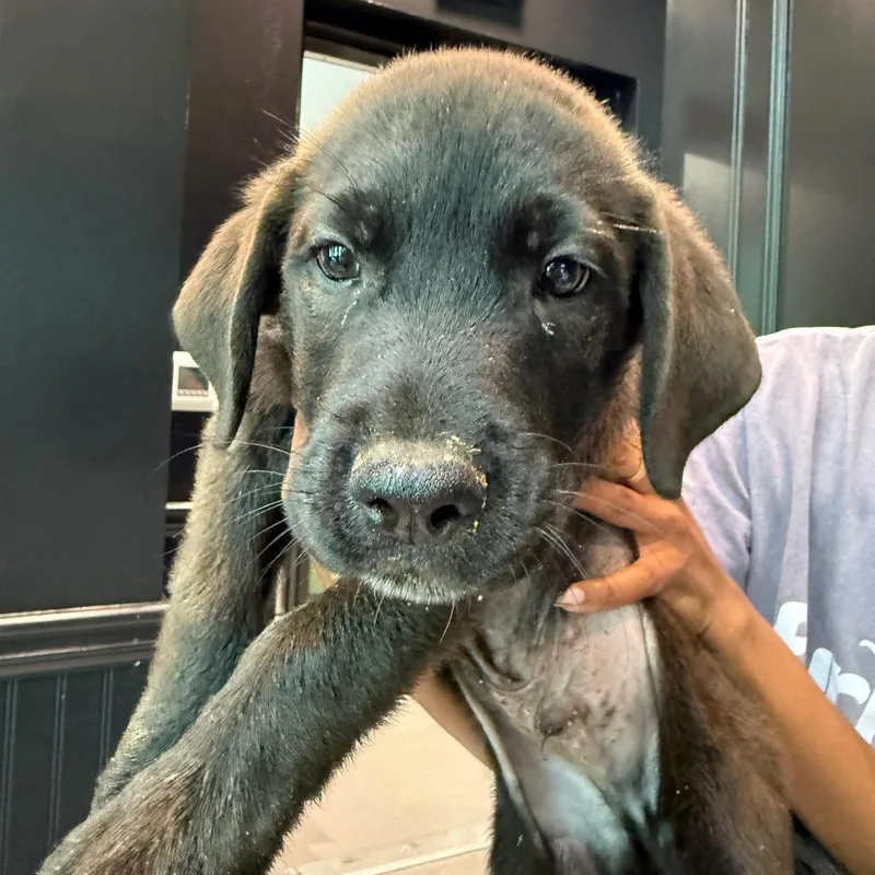 Murphy