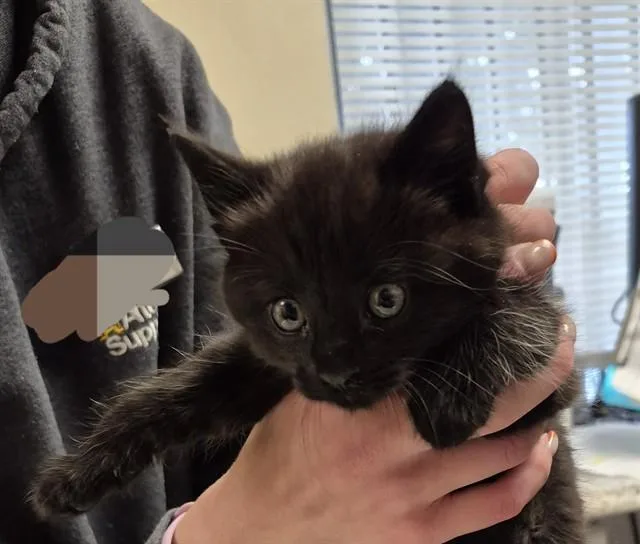 A baby small-sized female Domestic Short Hair cat named Raven for adoption in Lodi, CA