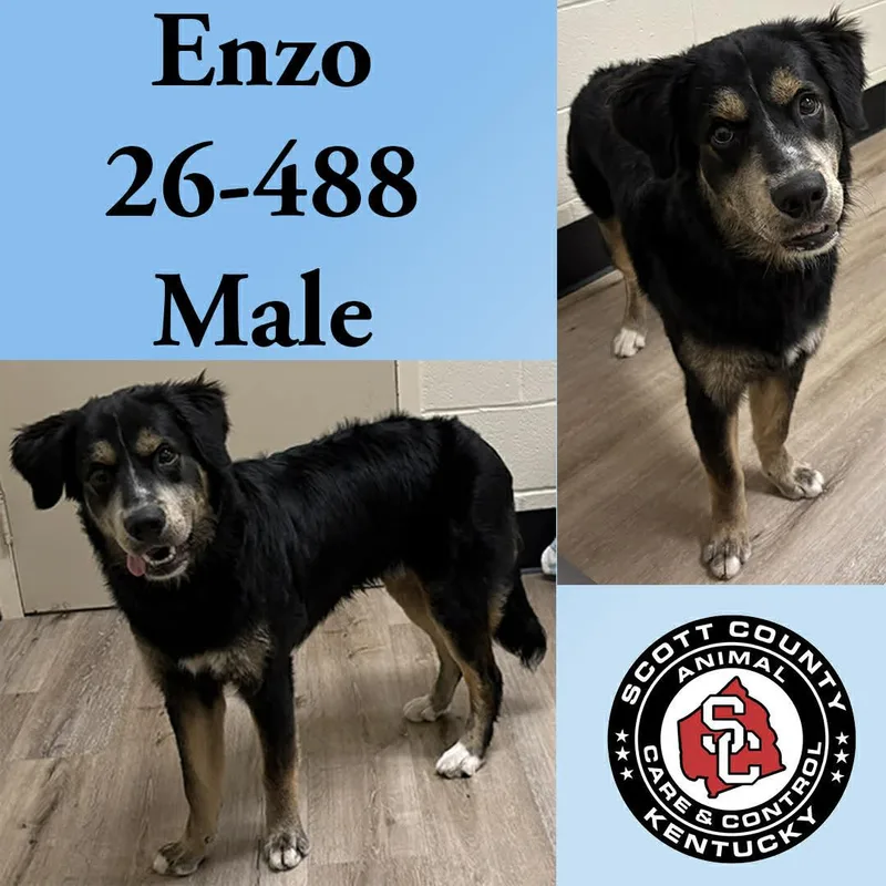 An adult large-sized male Shepherd dog named Enzo for adoption in Georgetown, KY