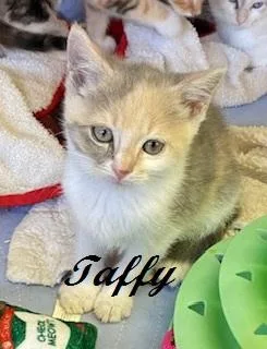 A baby medium-sized female Dilute Calico cat named Taffy for adoption in Southern Pines, NC